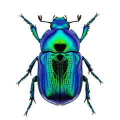 Beautiful metallic blue and green iridescent tropical beetle isolated view isolated PNG with Transparent Background