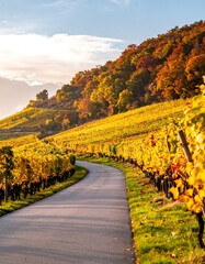 A winding road through sun-drenched vineyards during autumn, with colorful foliage on the hills