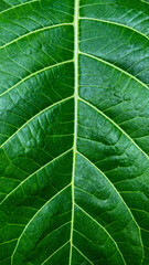 Extreme close up view of green leaf with sunlight and shadows. detail. macro. texture structure of fresh green leaf chlorophyll cell, abstract nature background, natural line pattern. Potrait.