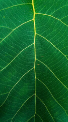Extreme close up view of green leaf with sunlight and shadows. detail. macro. texture structure of fresh green leaf chlorophyll cell, abstract nature background, natural line pattern. Potrait.