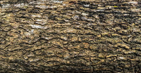 Close up view of tree bark texture. Side. Copy space, empty, free, negative, text, detail. Texture, detail. Wood, wooden. Background.