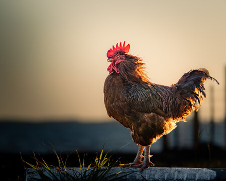 Rooster standing on a road at golden hour, illuminated by warm backlight. Dramatic portrait of a chicken in natural outdoor light - Powered by Adobe