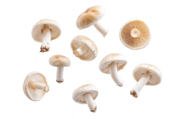 A collection of fresh white mushrooms arranged artistically on a clean white background. their natural textures and shapes. ideal for culinary or health-related content