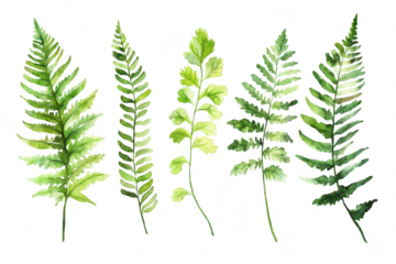 A collection of watercolor ferns various shades of green. arranged artistically on a white background. ideal for botanical illustrations or nature-themed designs