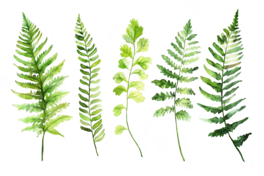 A collection of watercolor ferns various shades of green. arranged artistically on a white background. ideal for botanical illustrations or nature-themed designs
