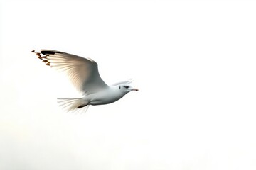 Obraz premium Single seagull gliding with outstretched wings against a bright white sky, evoking freedom and serenity