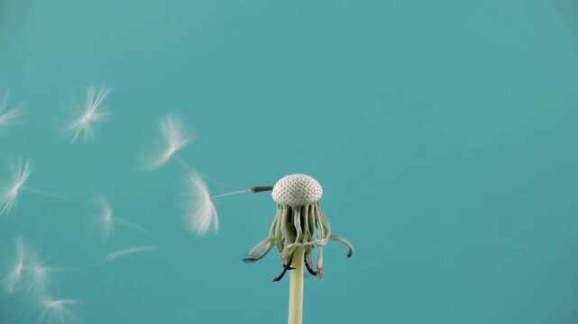 Slow motion Dandelion Seed Head Releasing Seeds Against a Vibrant Turquoise Background