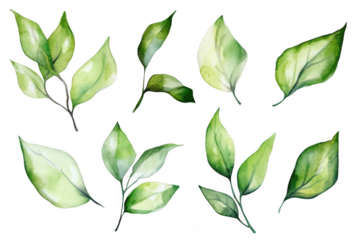 A collection of beautifully illustrated watercolor leaves in varying shades of green. their delicate structure and natural beauty. perfect for botanical-themed designs or backgrounds