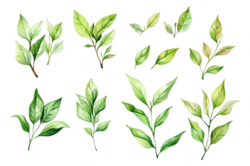 A collection of various watercolor leaves different shades of green and leaf shapes. perfect for botanical illustrations. nature-themed designs. or educational materials