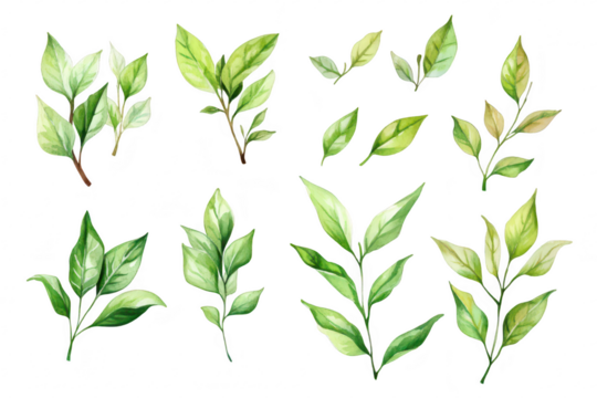 A collection of various watercolor leaves different shades of green and leaf shapes. perfect for botanical illustrations. nature-themed designs. or educational materials - Powered by Adobe