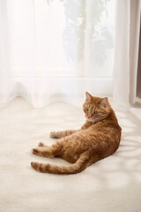 Obraz premium A ginger tabby cat sits alone on a dirt trail with trees behind. The relaxed posture and soft forest light create a peaceful view.