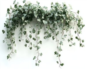 serene cascade of variegated ivy vines trailing gently against a clean white wall