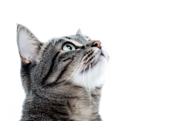 A close-up portrait of a curious tabby cat gazing upwards against a plain white background. its striking green eyes and soft fur. ideal for pet-related content or animal photography