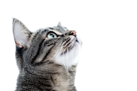 A close-up portrait of a curious tabby cat gazing upwards against a plain white background. its striking green eyes and soft fur. ideal for pet-related content or animal photography