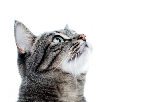 A close-up portrait of a curious tabby cat gazing upwards against a plain white background. its striking green eyes and soft fur. ideal for pet-related content or animal photography