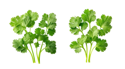 Two bunches of fresh cilantro herb isolated on transparent background