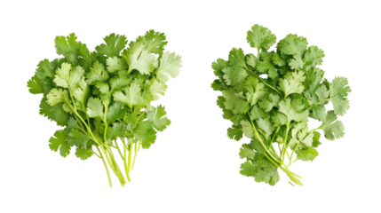 Two bunches of fresh cilantro herbs isolated on transparent background