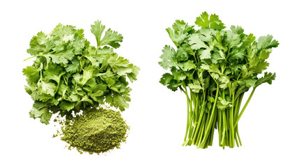 Two bunches of fresh cilantro herbs isolated on transparent background