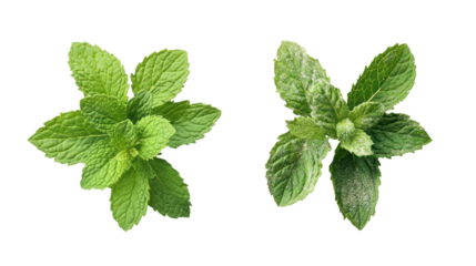 Two sprigs of fresh green mint isolated on transparent background