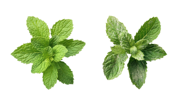 Two sprigs of fresh green mint isolated on transparent background