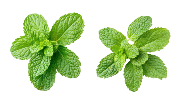 Two sprigs of fresh green mint isolated on transparent background