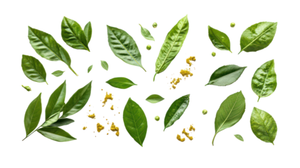 Collection of fresh green leaves and small yellow flowers isolated on transparent background