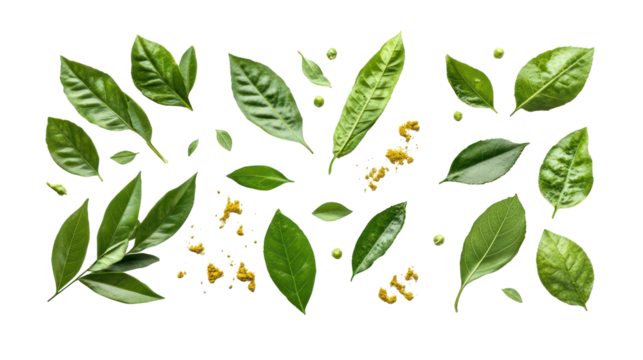 Collection of fresh green leaves and small yellow flowers isolated on transparent background