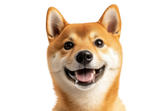 A cheerful Shiba Inu dog with a bright smile against a clean white background. its playful and friendly nature. ideal for pet-related content or advertising