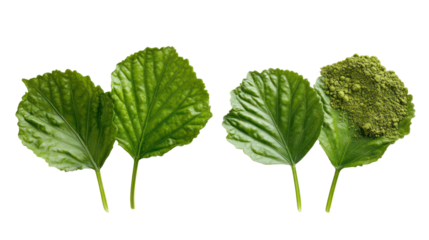 Four green leaves with one showing disease isolated on transparent background