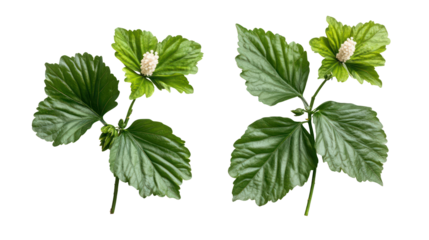 Two young beech tree branches with leaves and catkins isolated on transparent background