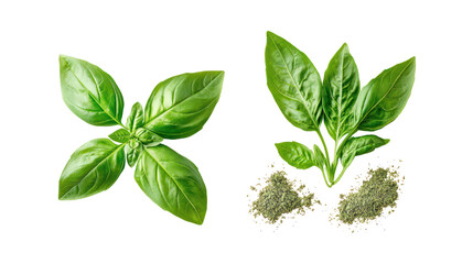Obraz premium Fresh basil leaves and dried basil seasoning isolated on transparent background