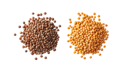 Two piles of lentils brown and yellow isolated on transparent background