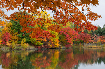 秋彩映す中島公園の湖畔