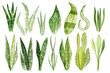 A collection of various green succulent plants. their unique shapes and textures. perfect for botanical illustrations. nature-themed designs. or educational materials