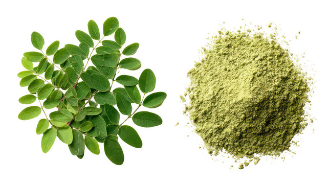 Natural moringa leaves and finely ground moringa leaf powder on transparent background