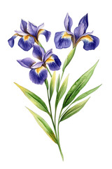 Naklejka premium Elegant watercolor painting of three purple iris flowers with green leaves, isolated on transparent background, showcasing the beauty of natures floral artistry
