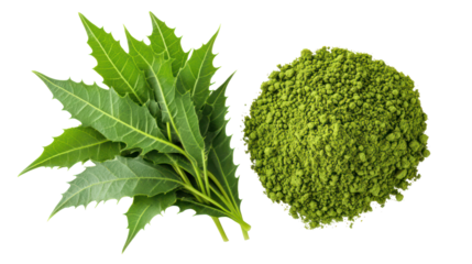 Natural neem leaves freshly picked and neem leaf powder in a bowl on transparent background