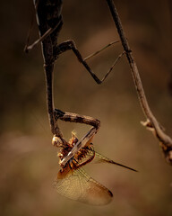 Macro photograph of a praying mantis with captured prey. Natural outdoor close-up showing insect behavior and fine details.