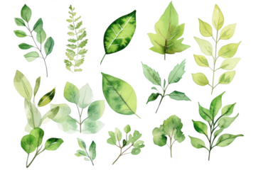 A collection of hand-painted green leaves various shapes and sizes. ideal for nature-themed projects. backgrounds. or botanical illustrations