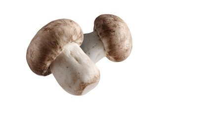 A wild mushroom expands to showcase its detailed cap pattern isolated on white