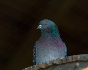 Portrait of a Pigeon 