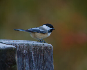 Black Capped Chickadee  © Mike
