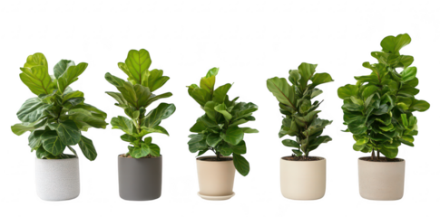 A display of five potted Fiddle Leaf Fig plants in varying heights and pot designs. arranged neatly on a white background. ideal for interior decor inspiration or botanical illustrations