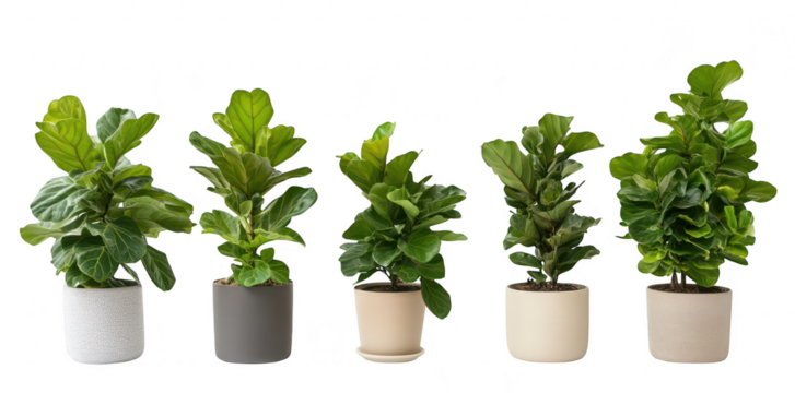 A display of five potted Fiddle Leaf Fig plants in varying heights and pot designs. arranged neatly on a white background. ideal for interior decor inspiration or botanical illustrations