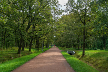 Oak alley in the Dubki Recreation Park on a summer day, Sestroretsk, Kurortny District, Saint Petersburg, Russia