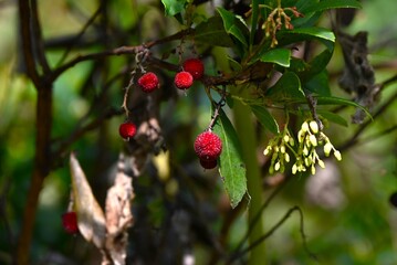Strawberry tree (Arbutus unedo) flowers and berries. Ericaceae evergreen shrub. Bell-shaped flowers bloom in autumn, and the lychee-like berries are edible when ripe.