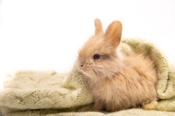 Lovely bunny easter fluffy baby rabbit playing on beautiful pastel colorful blanket on white background. Rabbit family in winter concept.