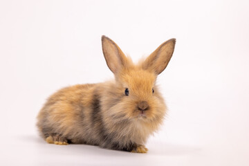 Bunny easter fluffy rabbits posing on white nature background on sunny day, Lovely mammal with beautiful bright eyes in nature life. Symbol animal of easter day. Healthy rabbit in many colors.