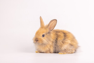 Fototapeta premium Bunny easter fluffy rabbits posing on white nature background on sunny day, Lovely mammal with beautiful bright eyes in nature life. Symbol animal of easter day. Healthy rabbit in many colors.