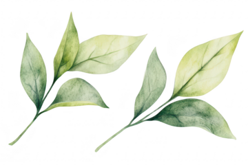 A serene arrangement of delicate green leaves intricate details and subtle color variations. ideal for nature-themed designs or botanical illustrations